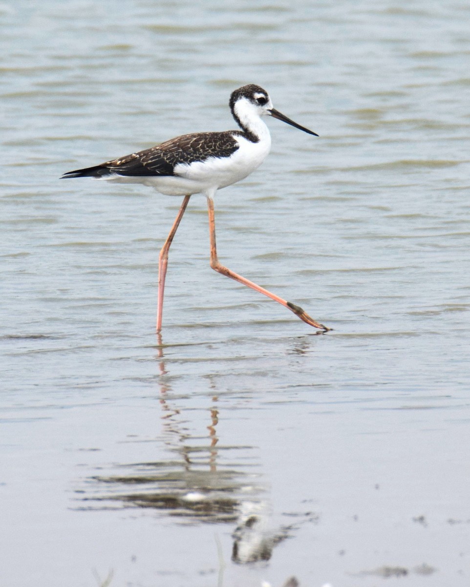 Black-necked Stilt - ML645955885