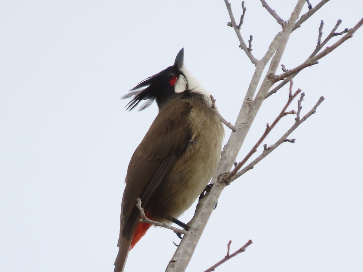 בולבול אדום-שפם - ML645955887