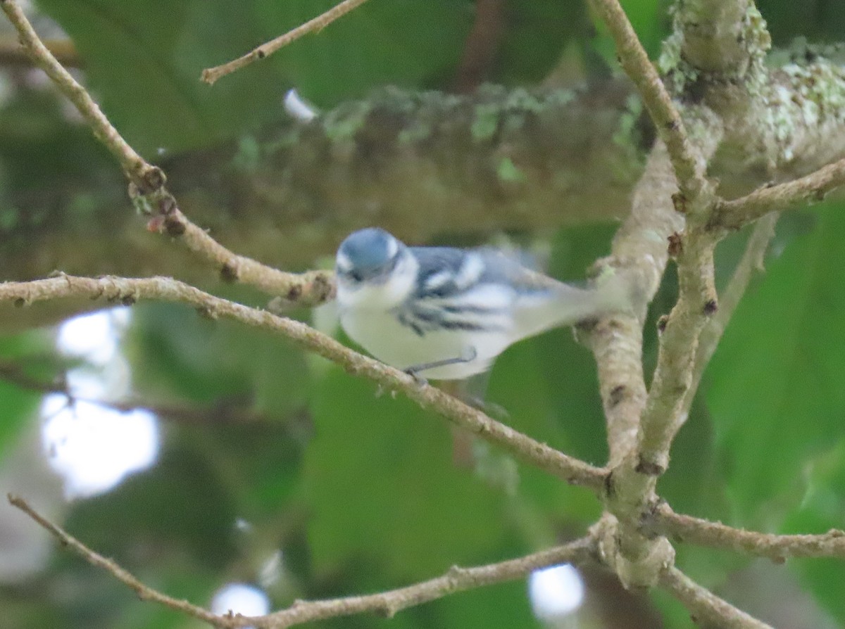 סבכון תכלכל - ML645955888
