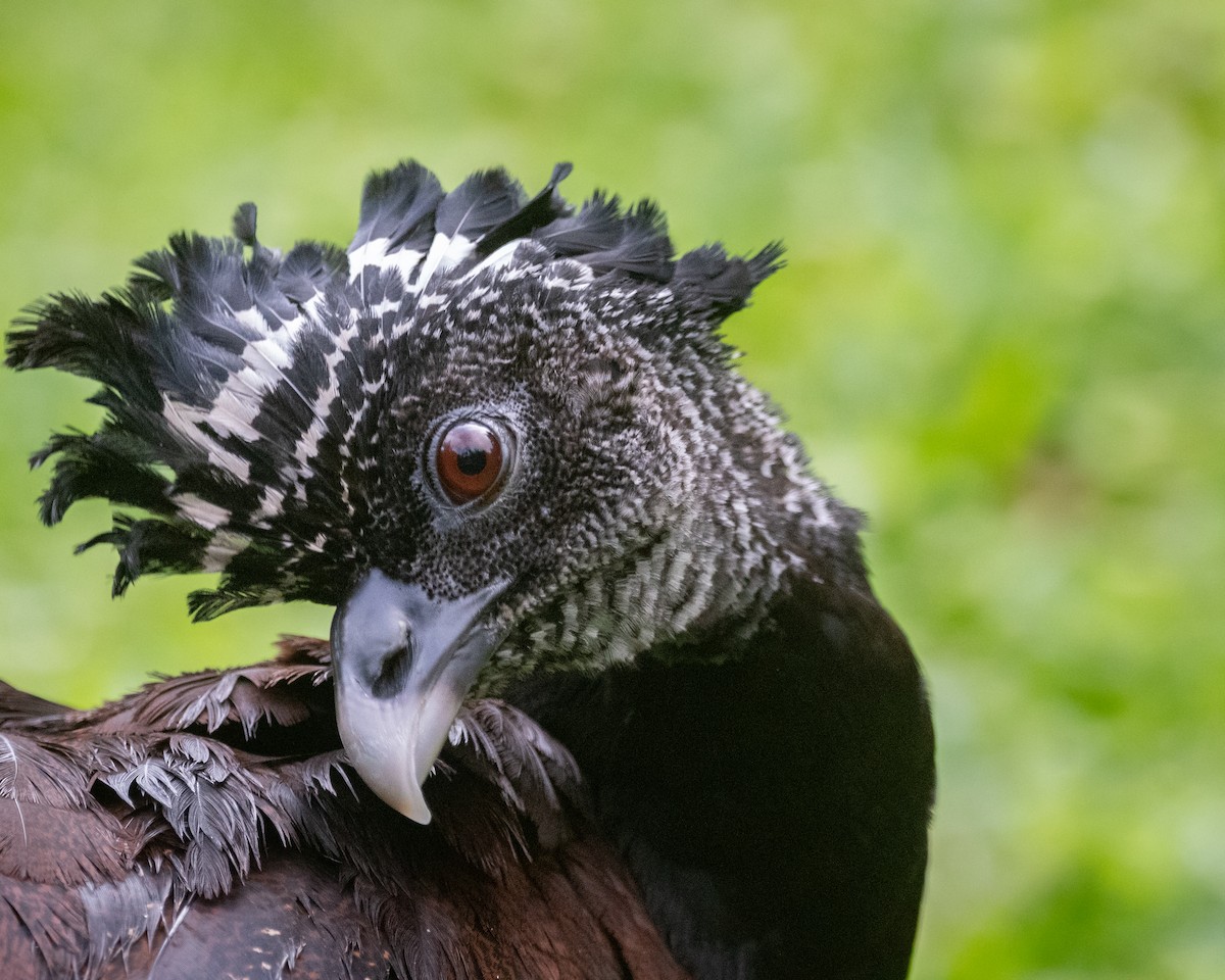 Great Curassow - ML645955889