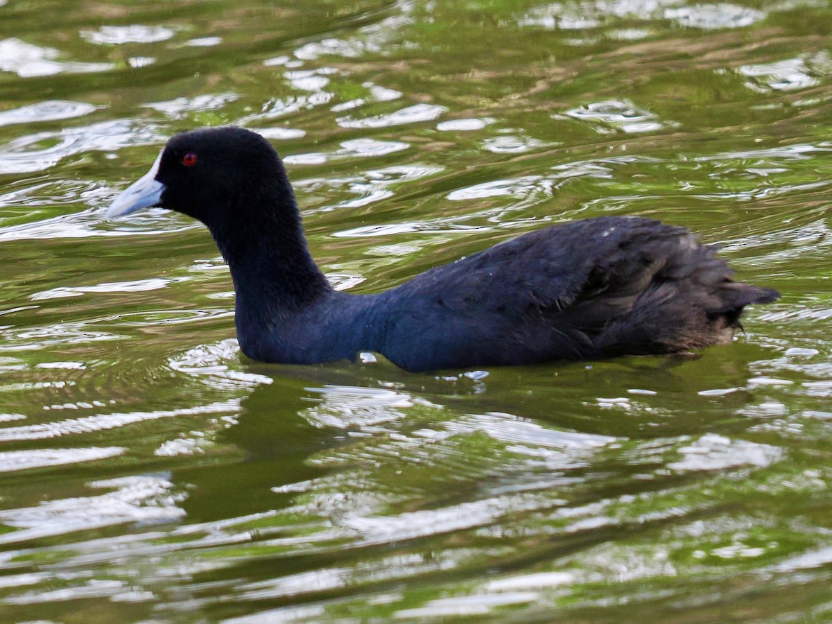 אגמית מצויה - ML645955890