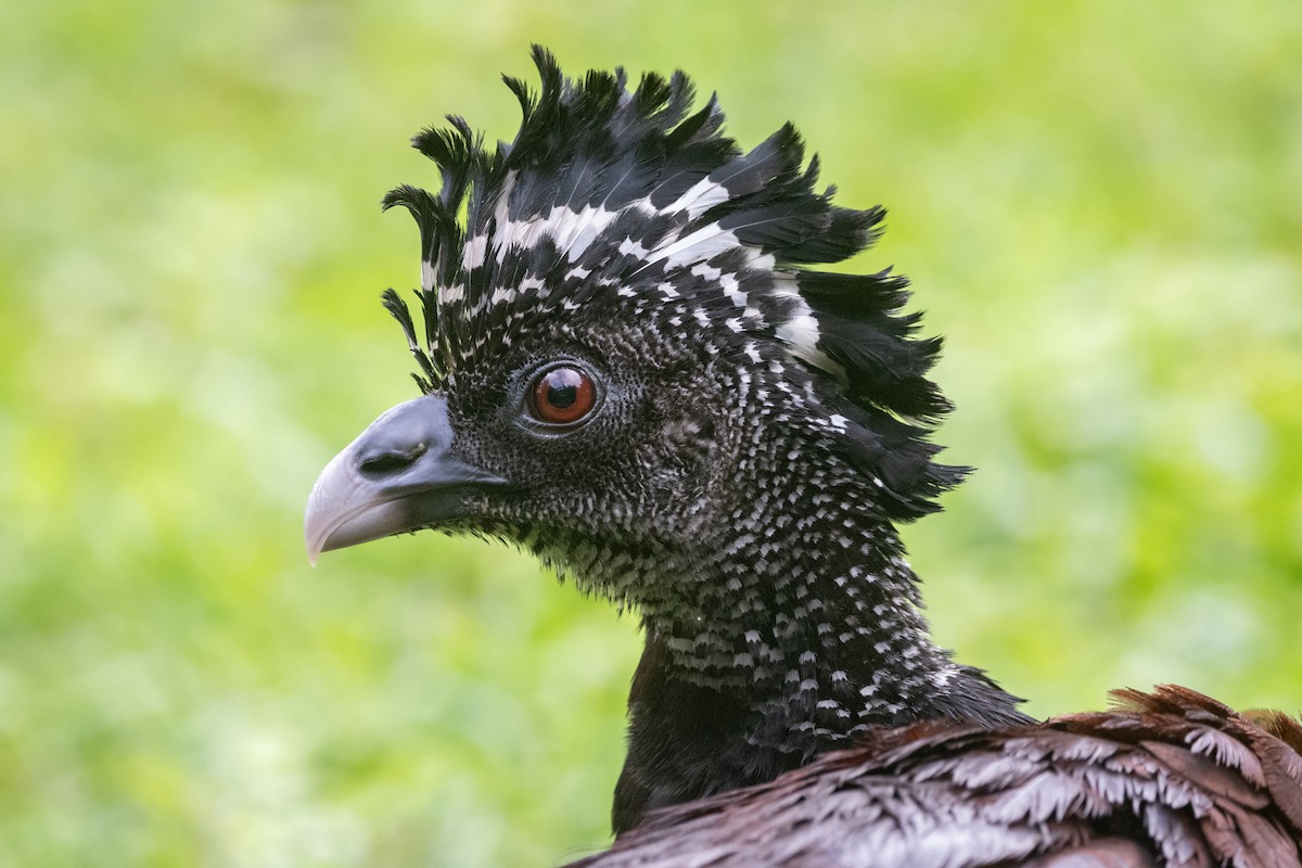 Great Curassow - ML645955891