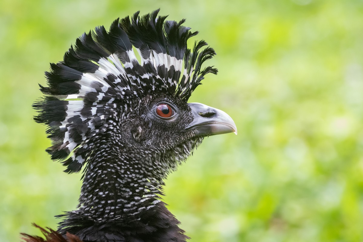 Great Curassow - ML645955892
