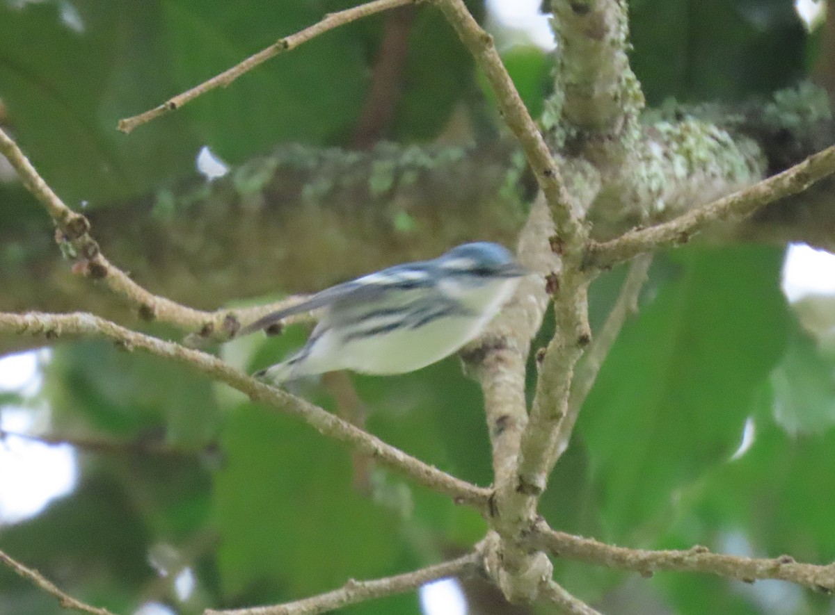 סבכון תכלכל - ML645955893