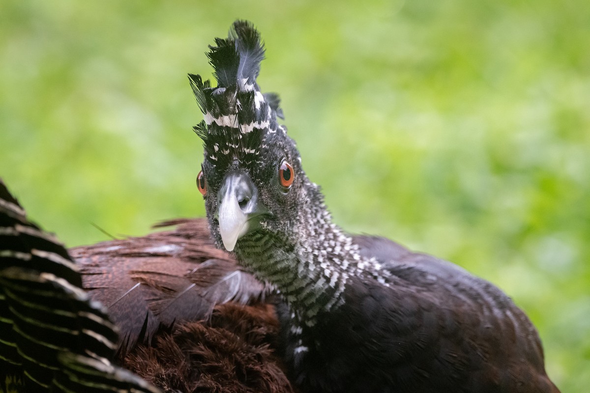 Great Curassow - ML645955894