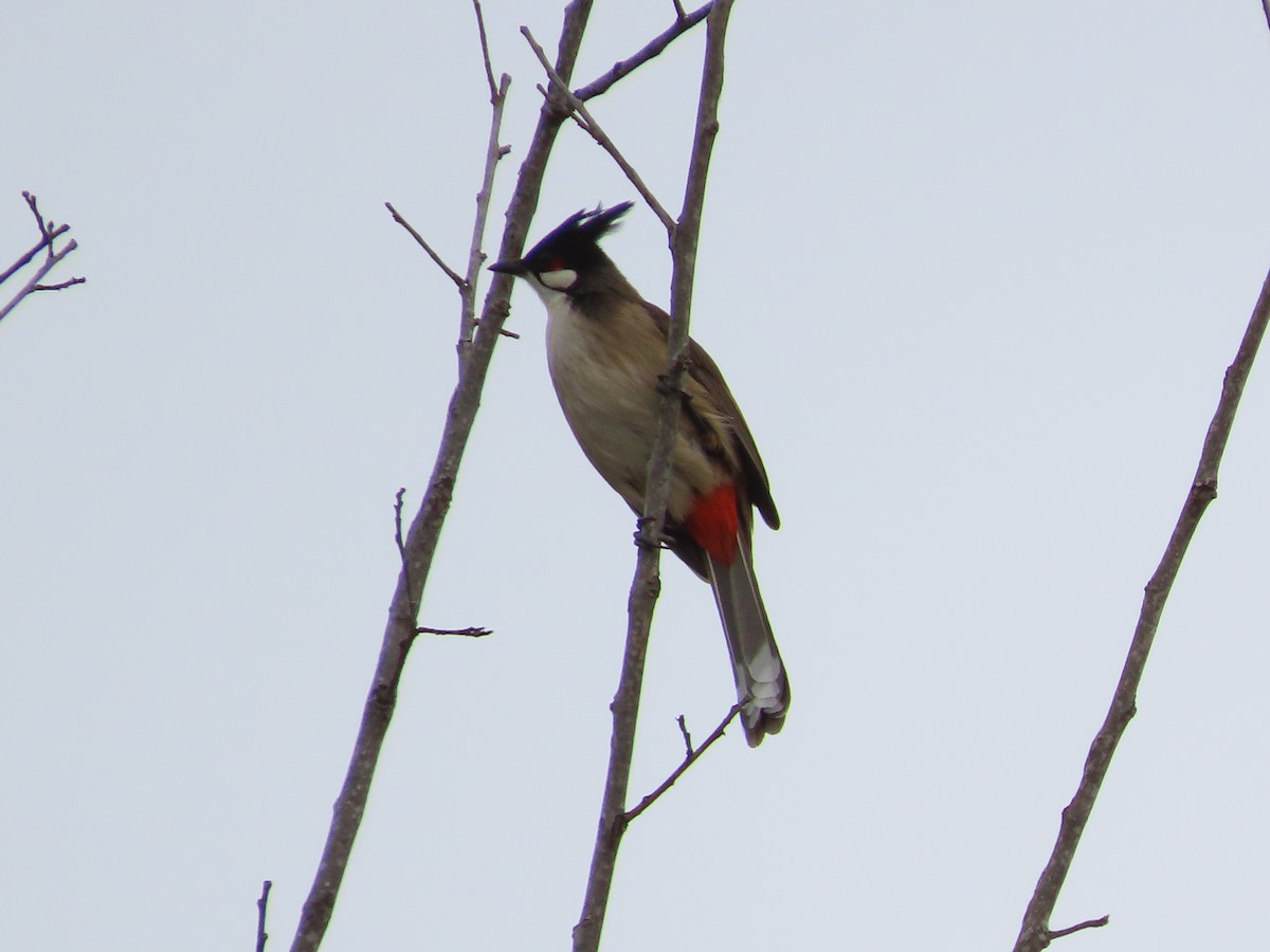 בולבול אדום-שפם - ML645955897