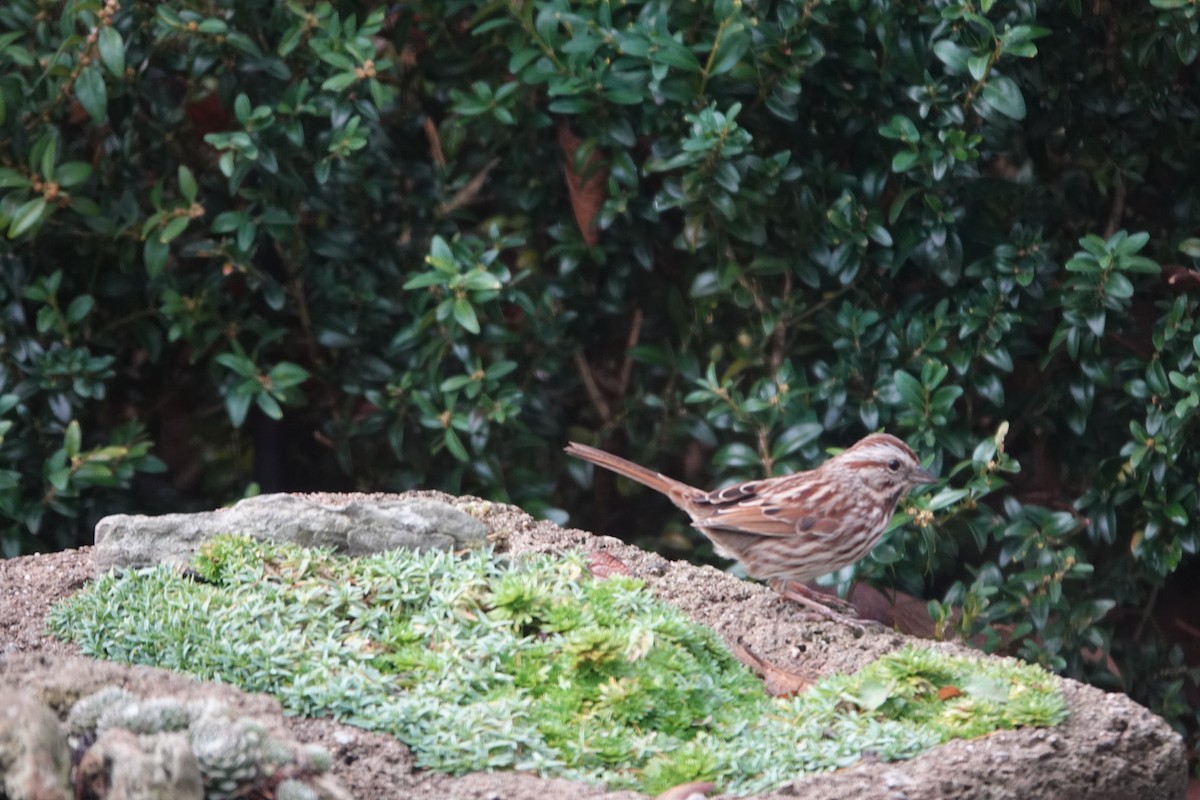 גיבתונית רוננת - ML645955898