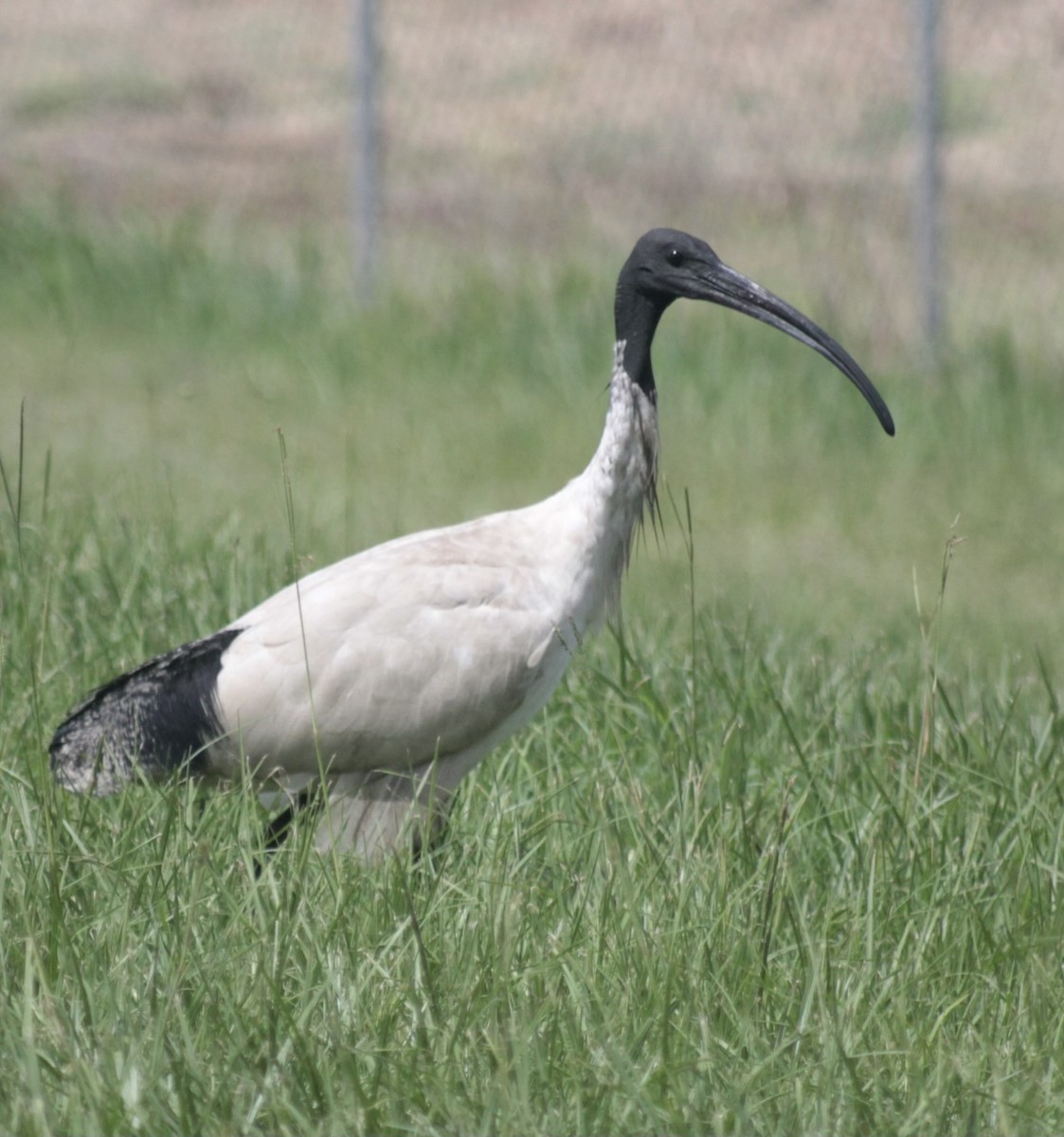Australian Ibis - ML645955899