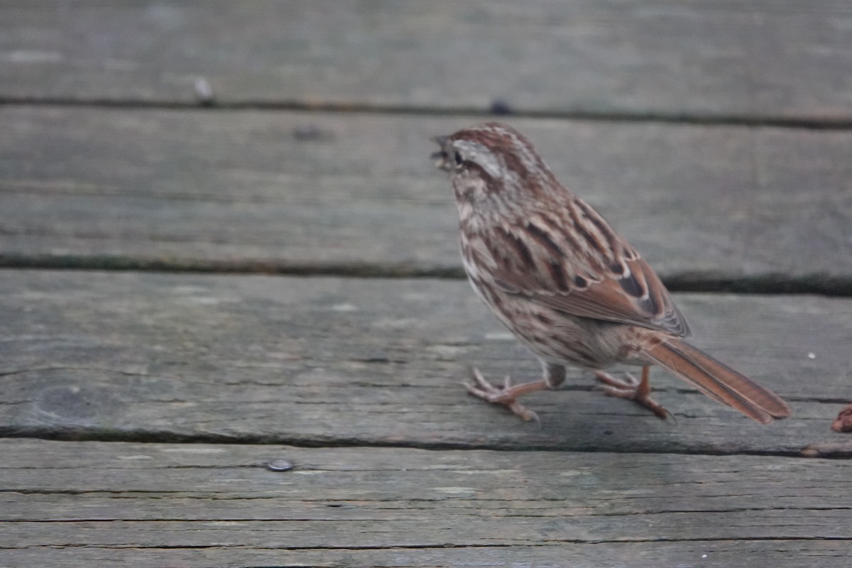 גיבתונית רוננת - ML645955900