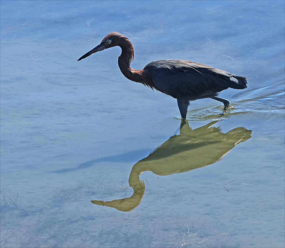 Reddish Egret - ML645955901