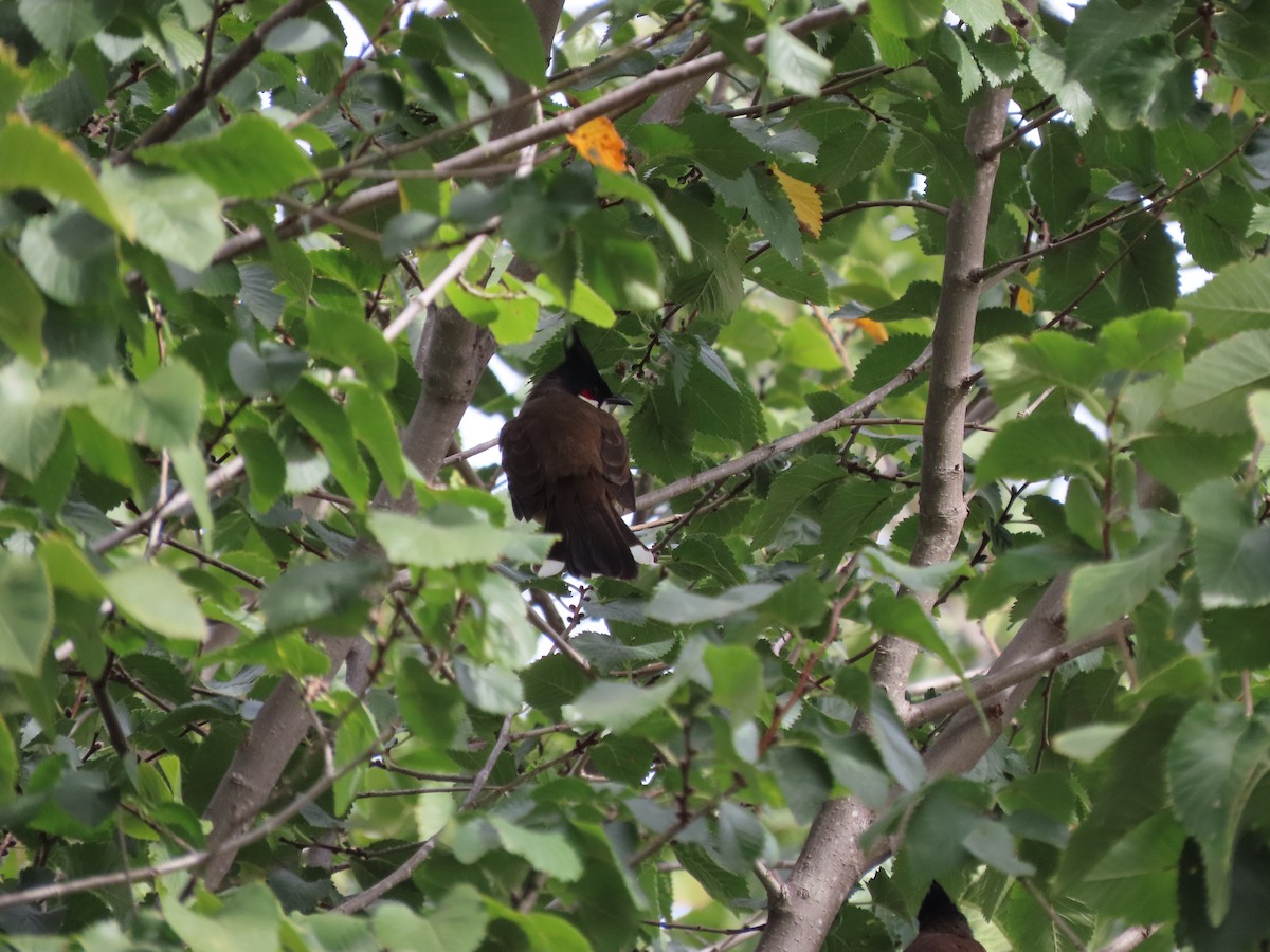 בולבול אדום-שפם - ML645955903