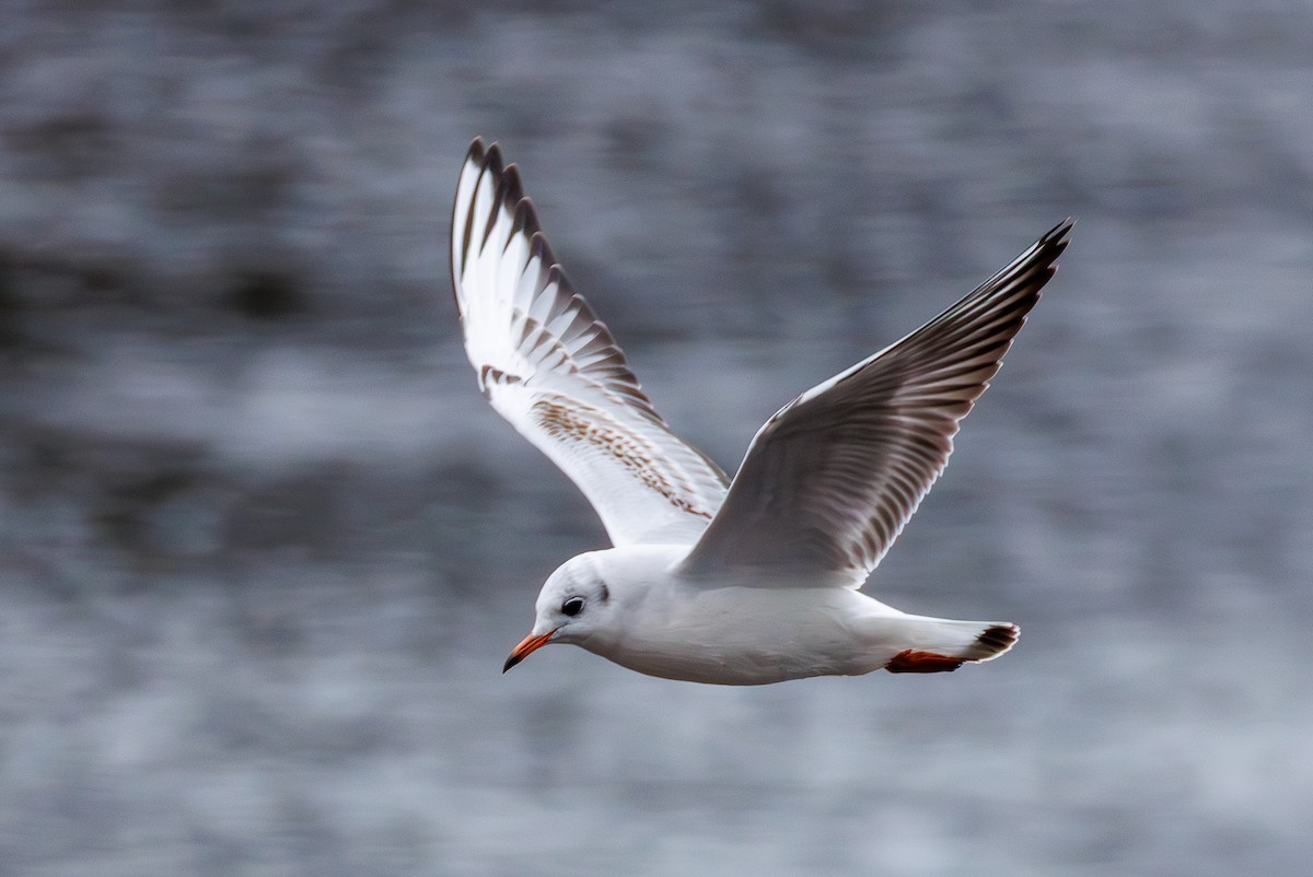 שחף אגמים - ML645955904