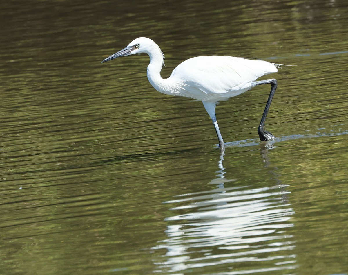 Reddish Egret - ML645955905