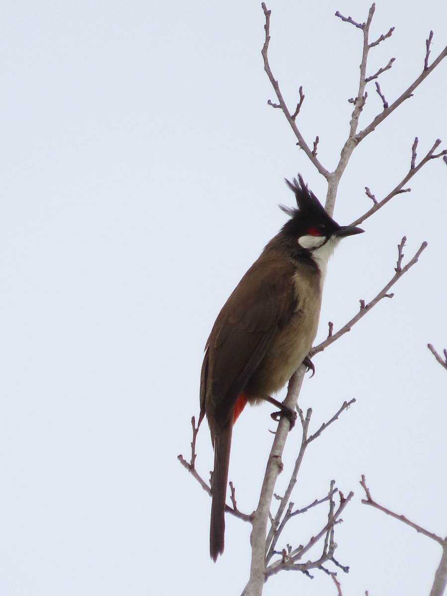 בולבול אדום-שפם - ML645955907