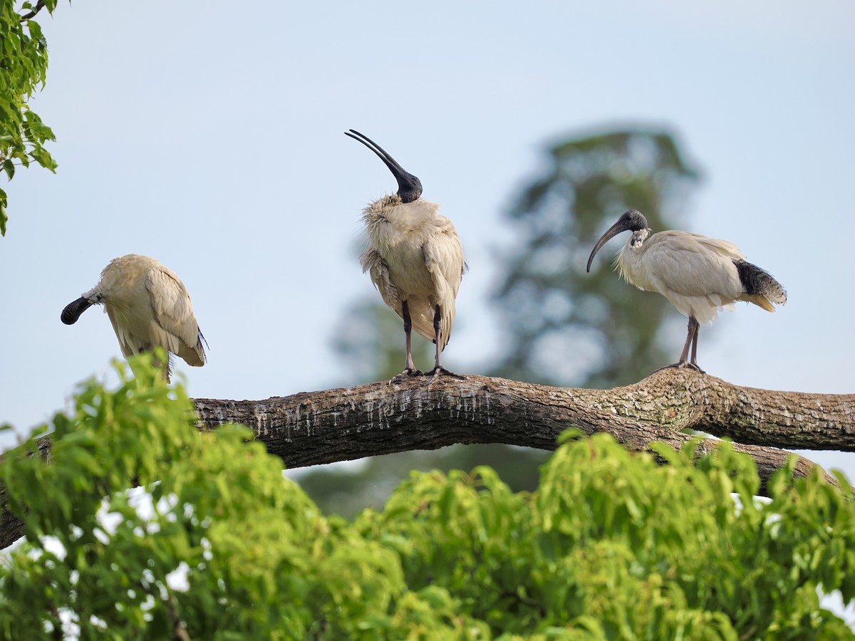 Australian Ibis - ML645955909