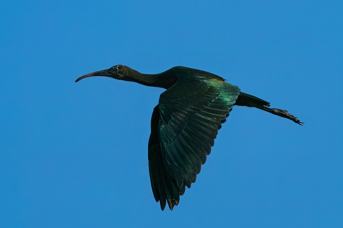 彩䴉 - ML645955910