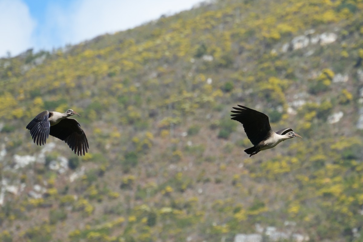 Hadada Ibis - ML645955915