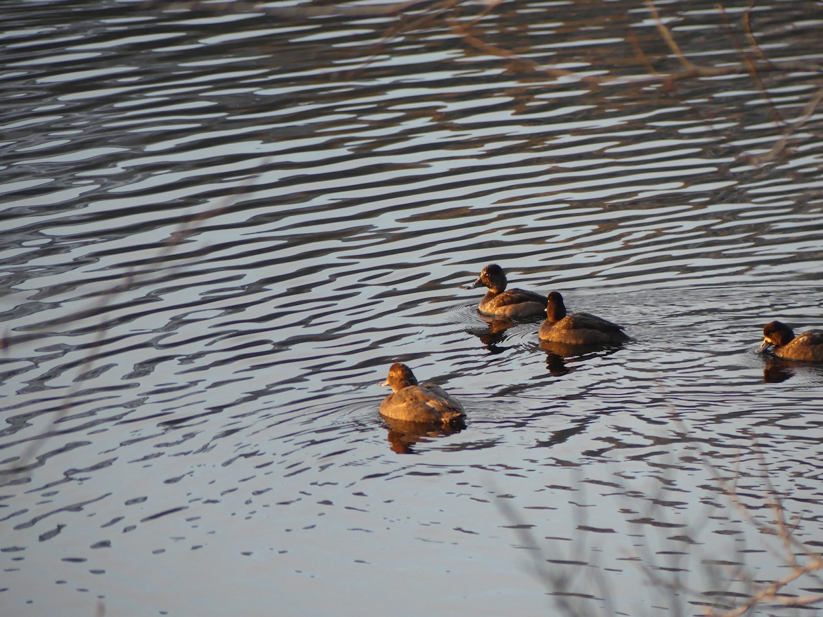 Ring-necked Duck - ML645955937