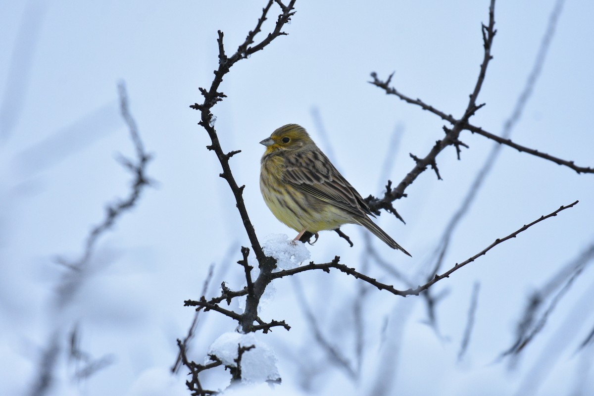 strnad obecný - ML645955939