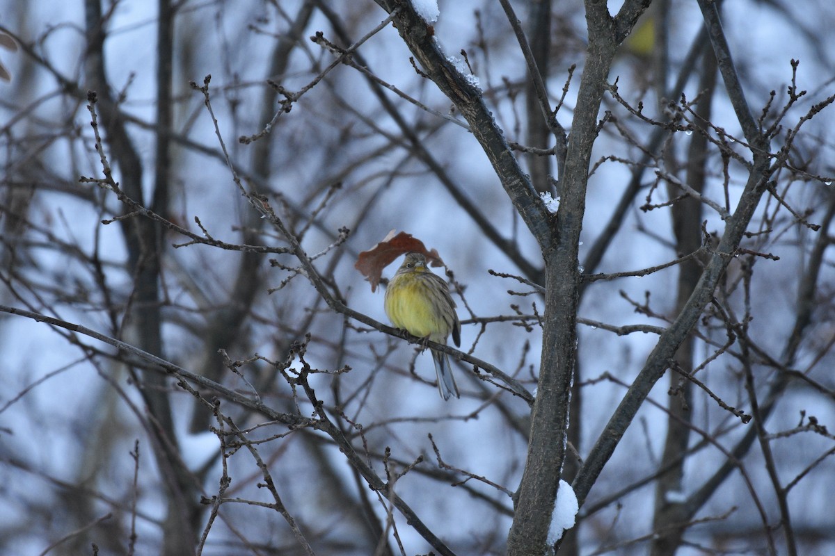 strnad obecný - ML645955940