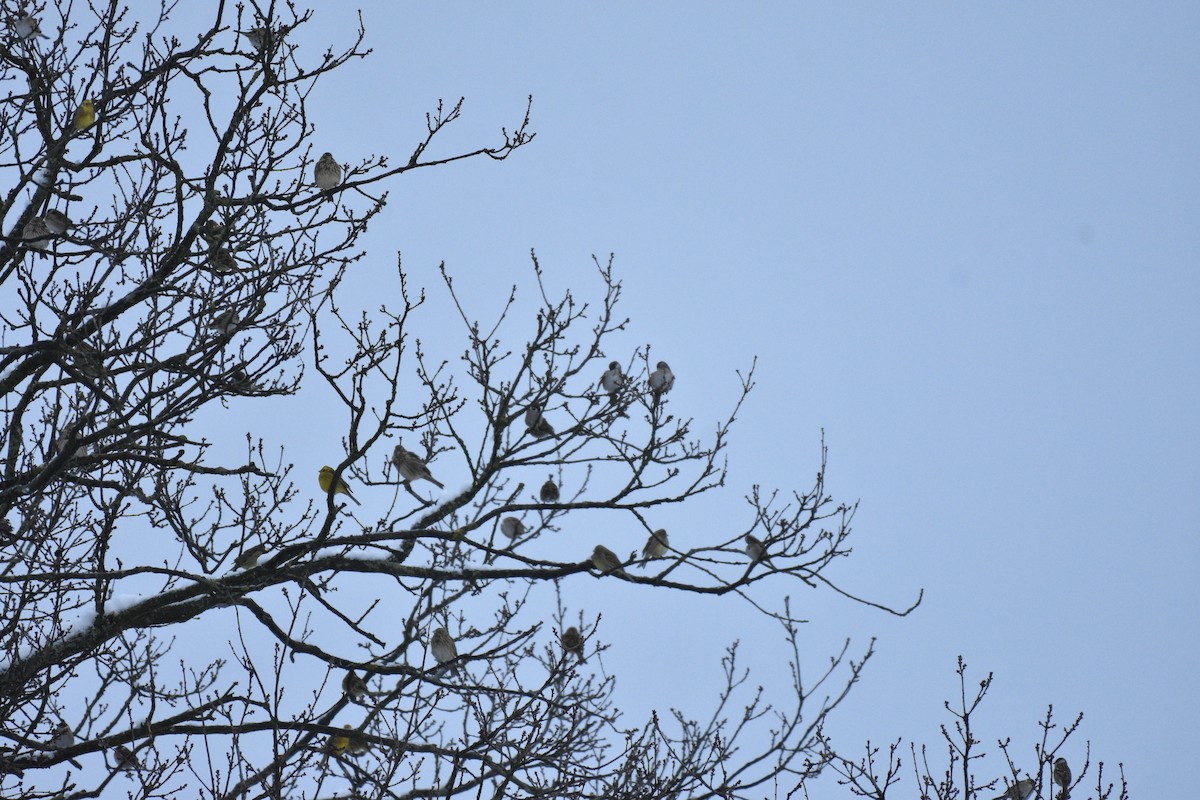 strnad obecný - ML645955941