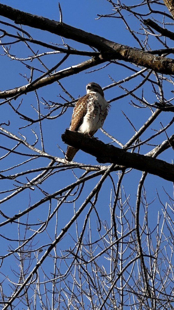 Red-tailed Hawk - ML645955954