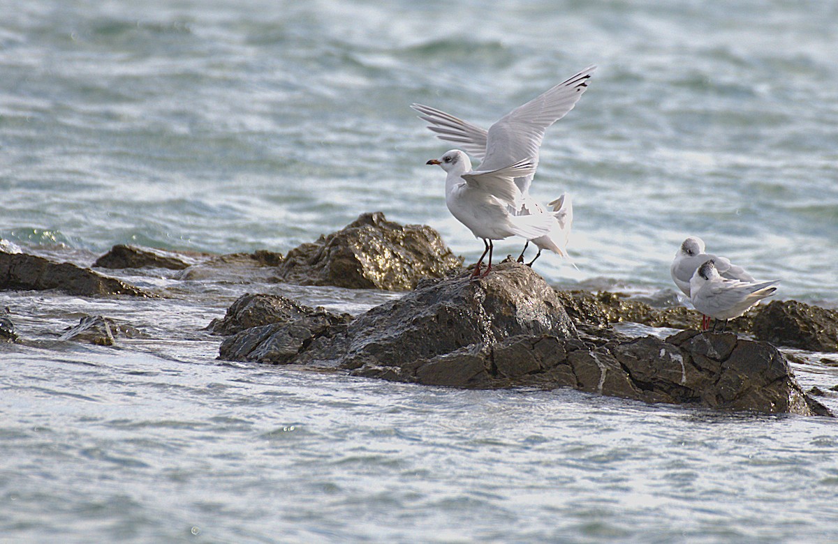 Mediterranean Gull - ML645955957