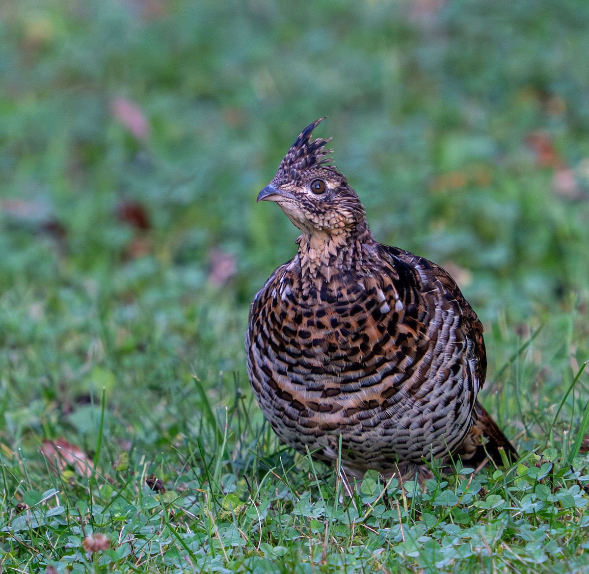 jeřábek kanadský - ML645955962