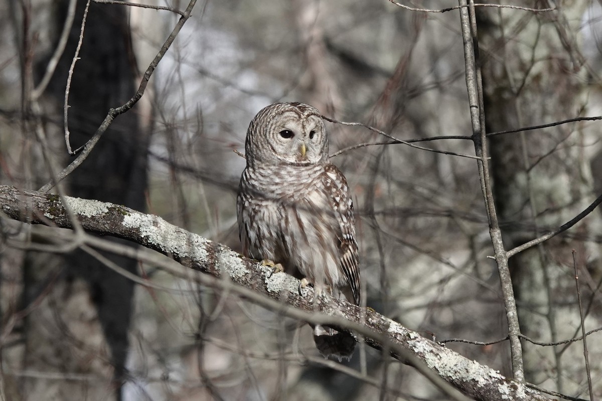 Barred Owl - ML645955963