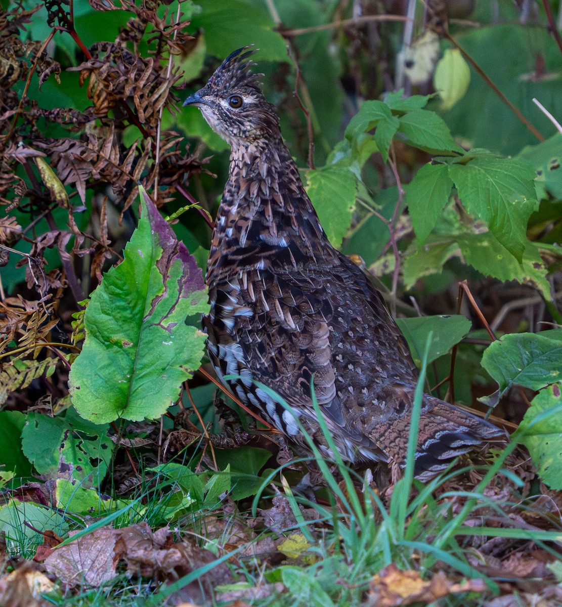 jeřábek kanadský - ML645955964