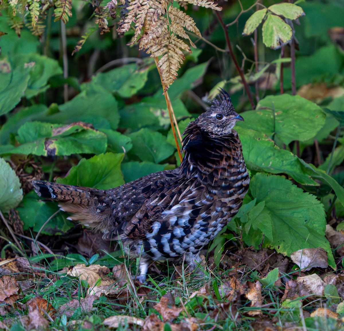 jeřábek kanadský - ML645955965