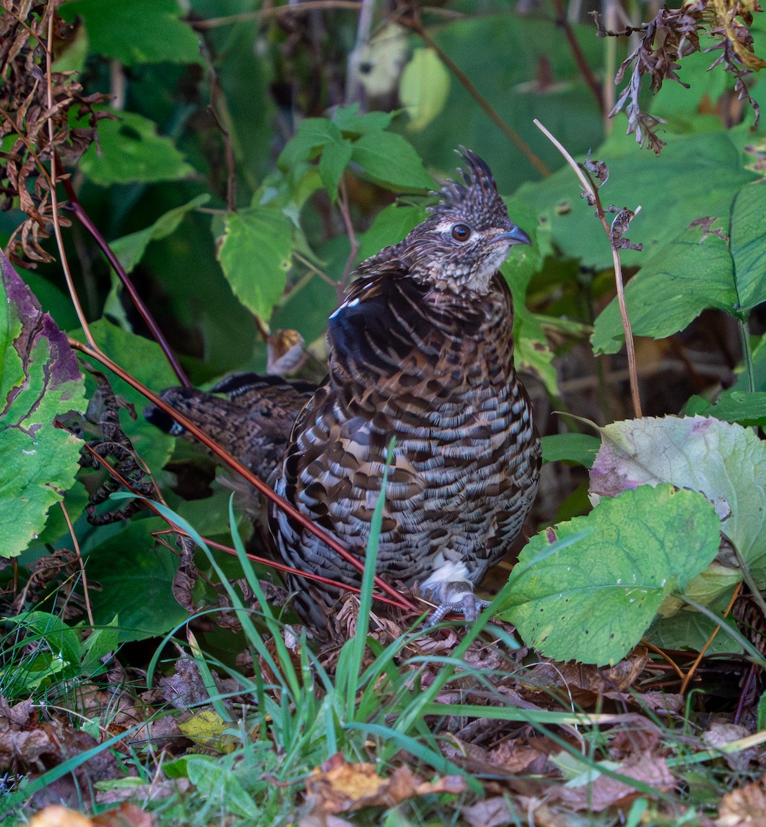 jeřábek kanadský - ML645955966