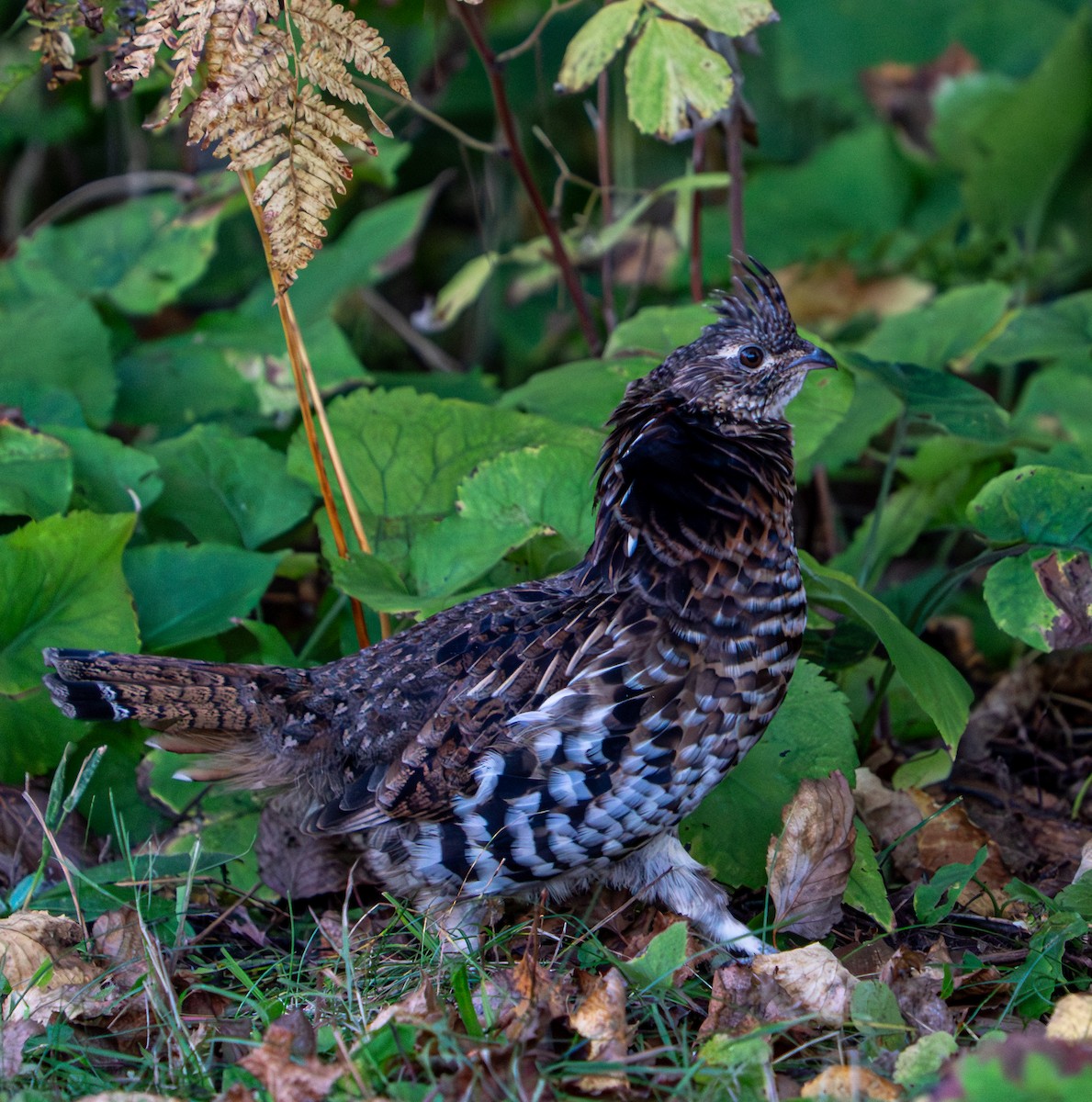 jeřábek kanadský - ML645955967