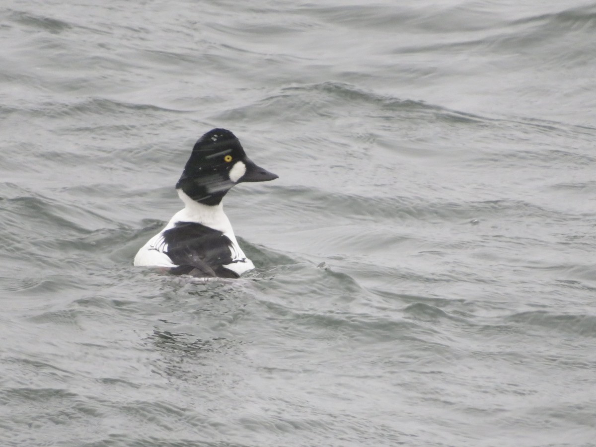 Common Goldeneye - ML645955969