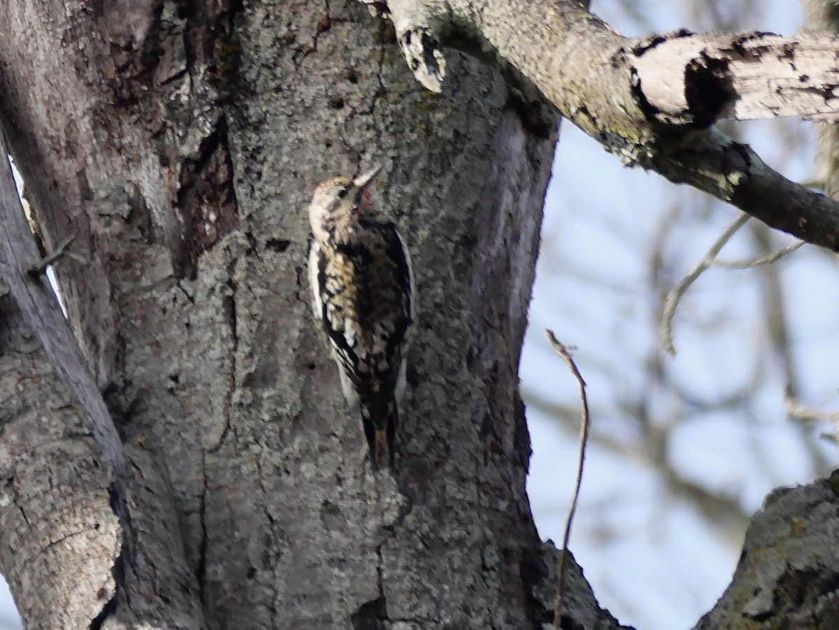 Желтобрюхий дятел-сокоед - ML645955970