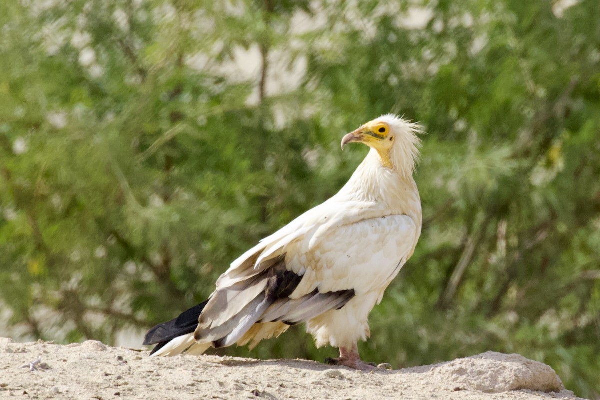 Egyptian Vulture - ML645955971