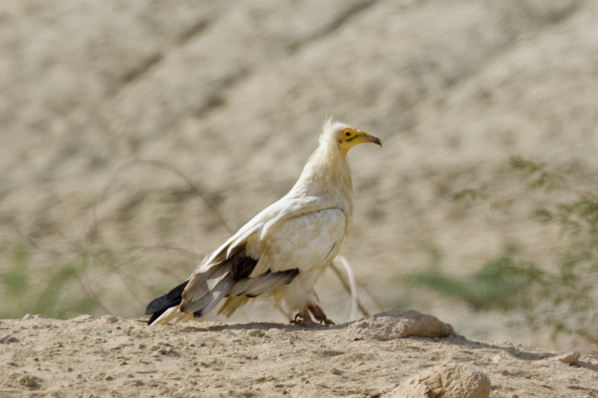 Egyptian Vulture - ML645955972