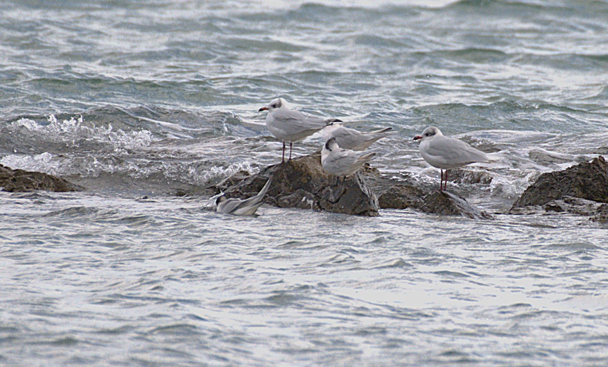 Mediterranean Gull - ML645955973