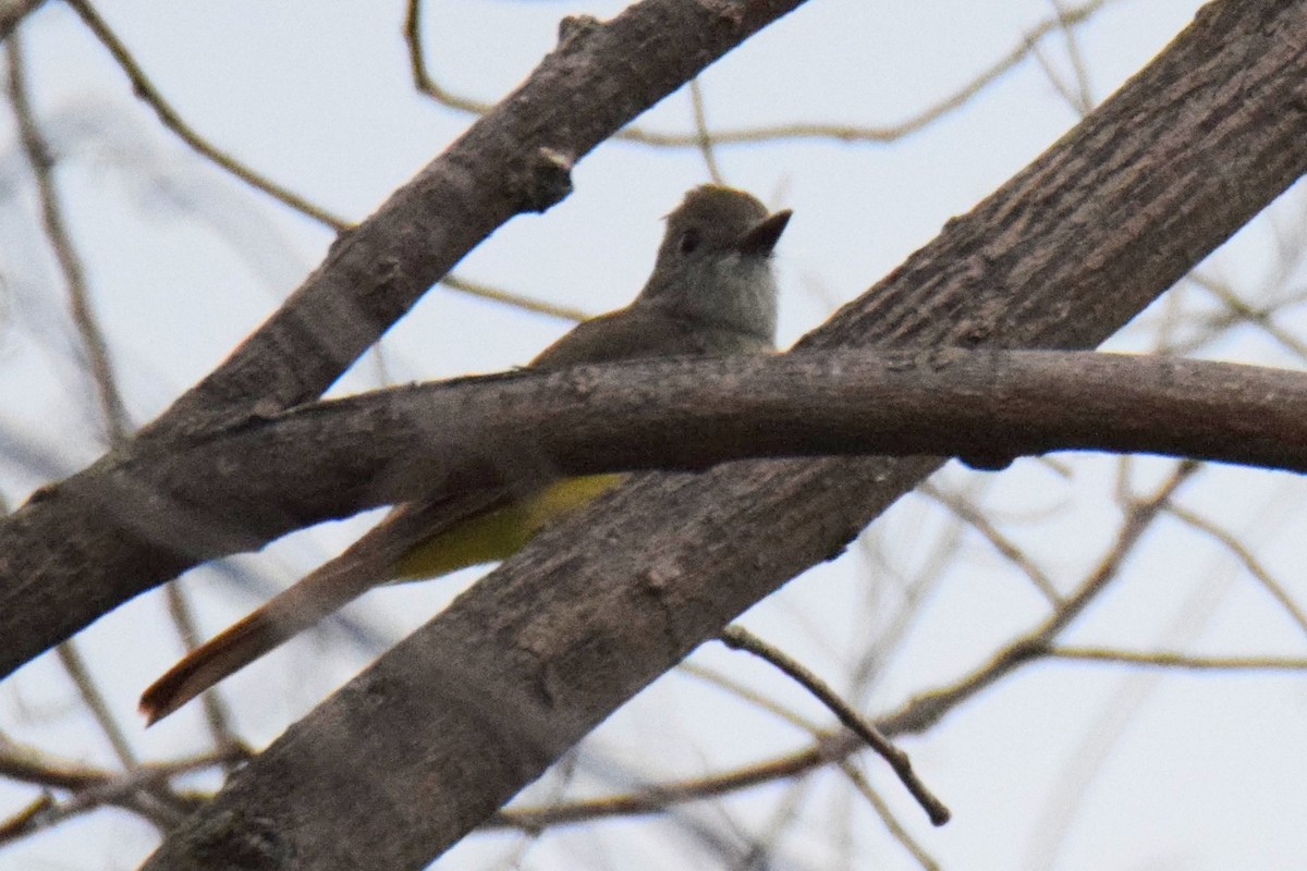 Great Crested Flycatcher - ML645955981