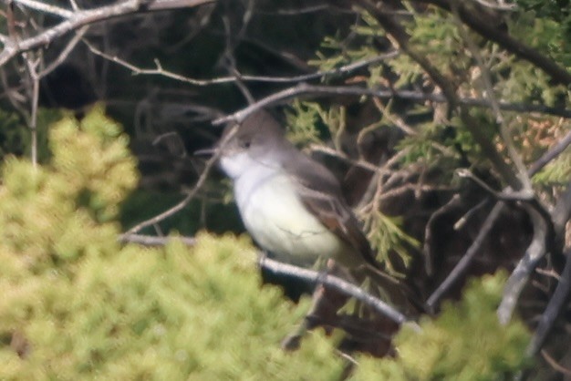 Ash-throated Flycatcher - ML645955983