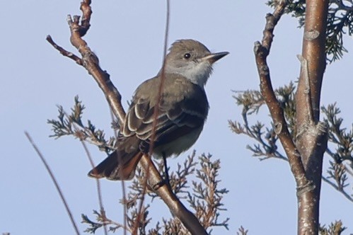 Ash-throated Flycatcher - ML645955984