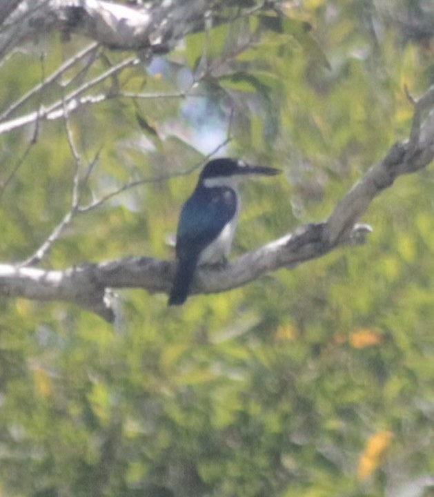 Forest Kingfisher - ML645955987