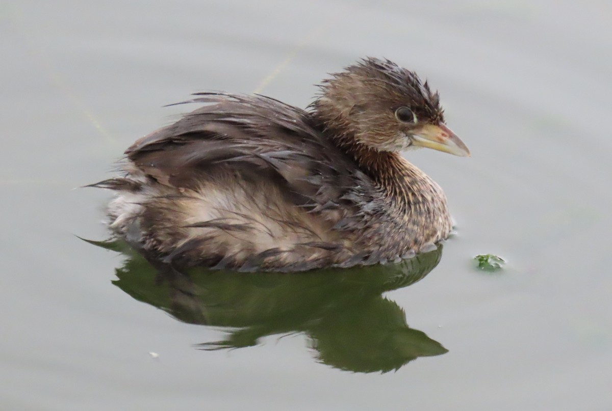 Pied-billed Grebe - ML645955991