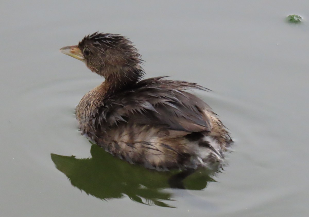 Pied-billed Grebe - ML645955993