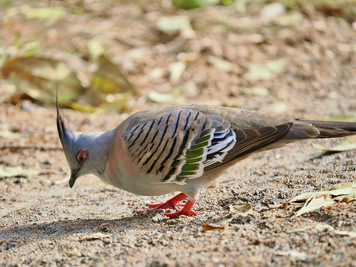 Crested Pigeon - ML645955996