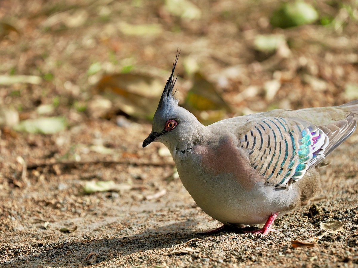 Crested Pigeon - ML645955997