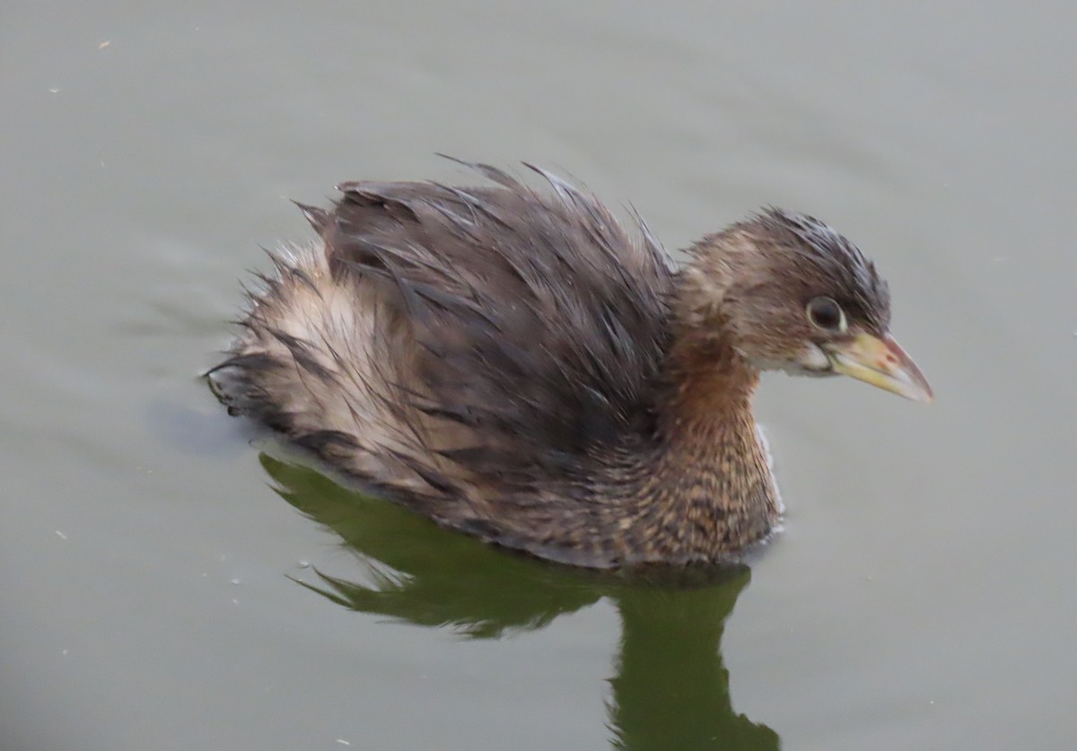 Pied-billed Grebe - ML645955998
