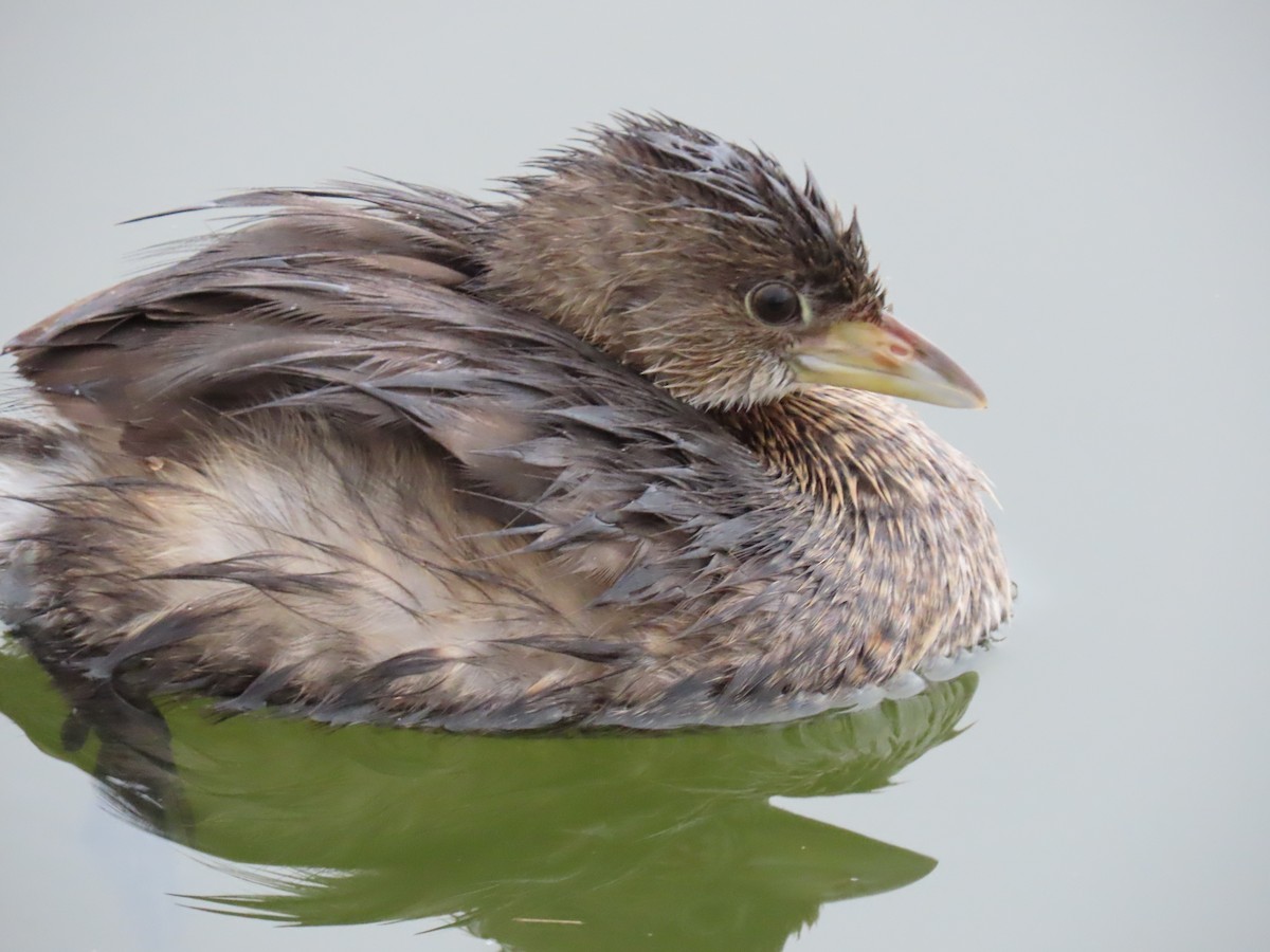 Pied-billed Grebe - ML645955999