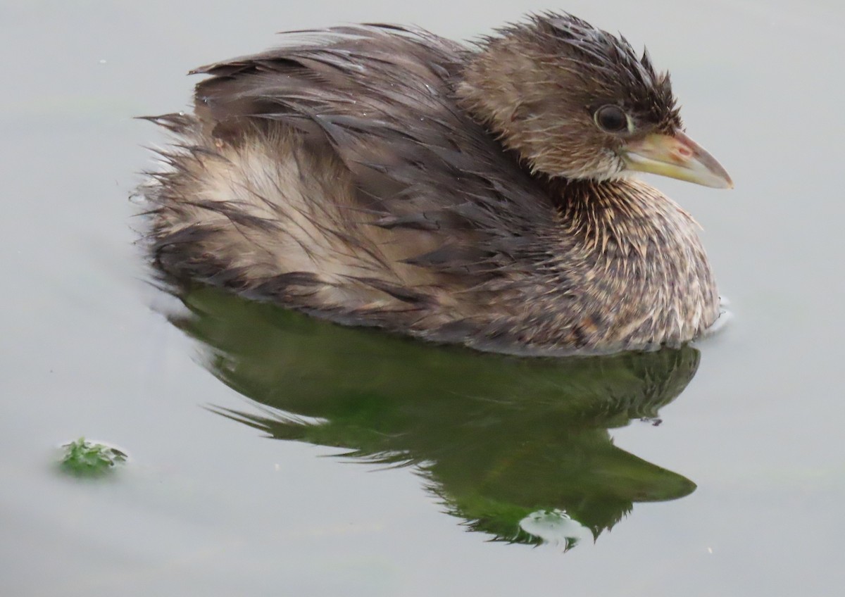 Pied-billed Grebe - ML645956000