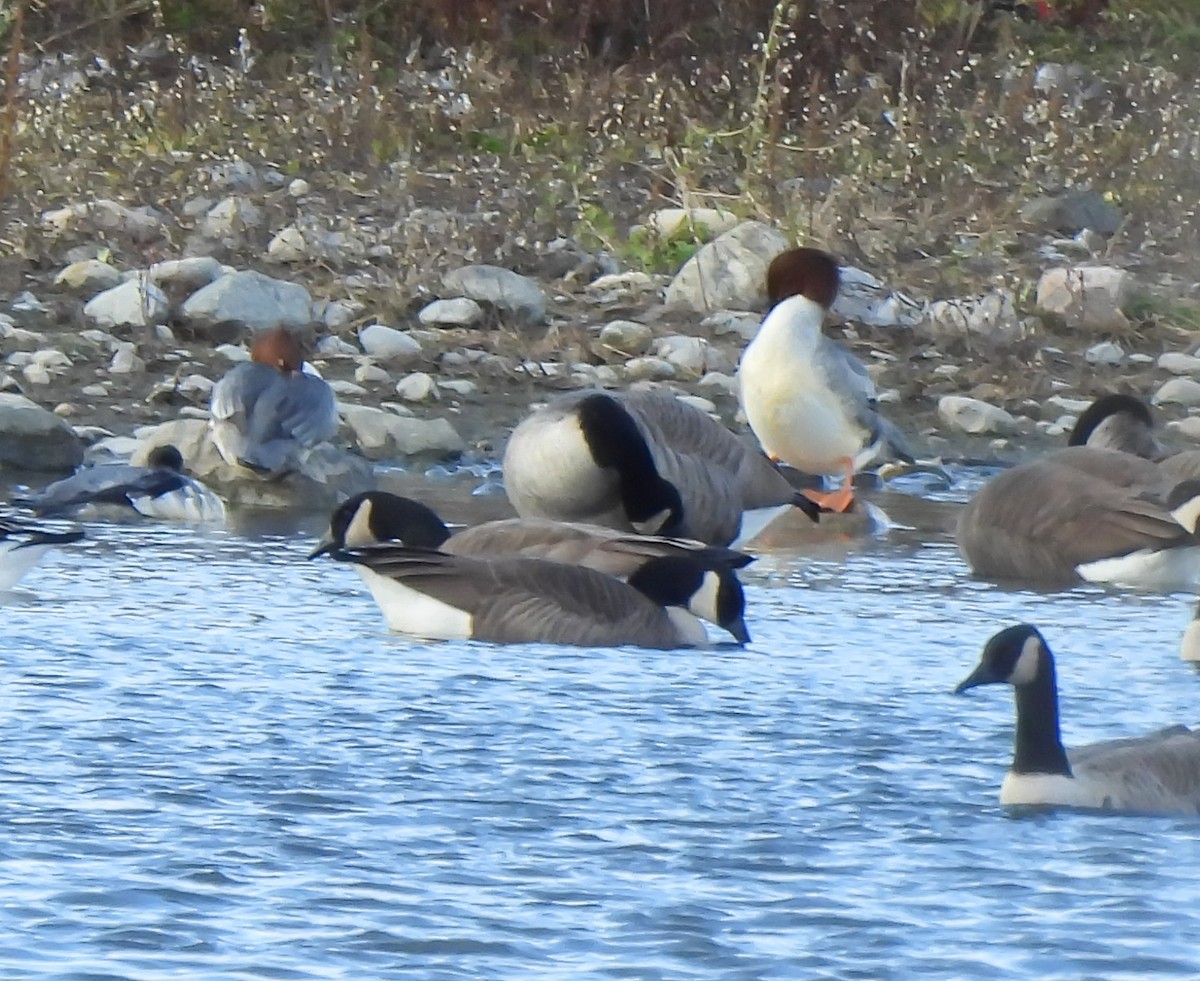 川秋沙 - ML645956002